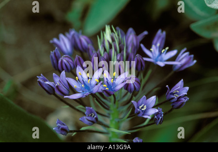 Caraïbes Lily Lily cubain Jacinthe Squill géant du Pérou Scilla peruviana Espagne Lily péruvienne Banque D'Images