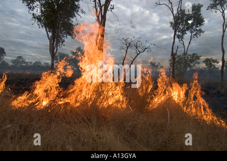 Feu d'herbe dans le Parc National de Kakadu en Australie Territoire du Nord Banque D'Images