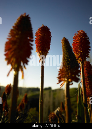 Red Hot poker avec de par derrière sun streaming avec lumière du soir tiré de dessous avec objectif grand angle Banque D'Images