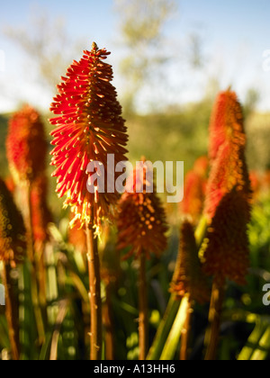 Red Hot poker avec de par derrière sun streaming avec lumière du soir Banque D'Images