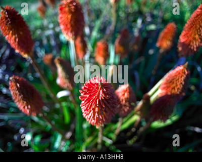 Red Hot poker avec de par derrière sun streaming avec lumière du soir tiré de dessus avec objectif grand angle Banque D'Images