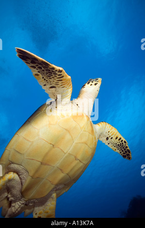 Turtle nager sous l'eau vers la surface pour respirer Cozumel mexique Banque D'Images