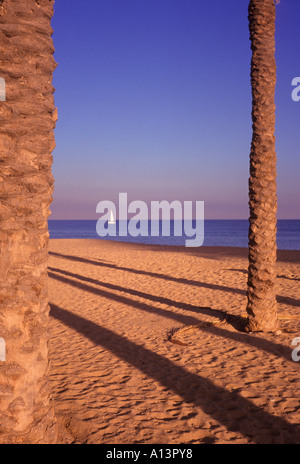 Les troncs de palmiers et la plage de Barcelone, avec un voilier dans l'arrière-plan Barcelone Espagne Banque D'Images