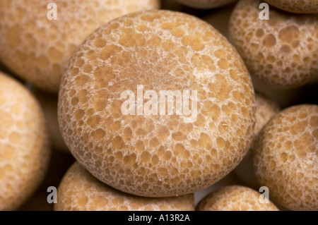 Champignons SHIMEJI chinois objet découpe découpe motif photo simple noire fond sombre close up macro makro Banque D'Images