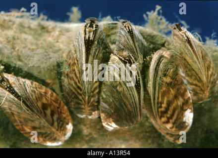 Coquille de moule moule zébrée Dreissena polymorpha en pierre sur fond bleu sous l'eau sous l'ouverture du tube du filtre à l'eau douce Banque D'Images