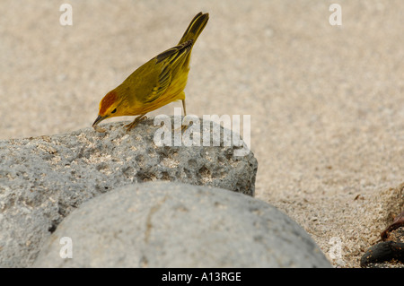 La Paruline jaune (Dendroica petechia aureola) se nourrissant de l'Equateur Galapagos San Cristobal vers l'océan Pacifique, l'Amérique du Sud Banque D'Images