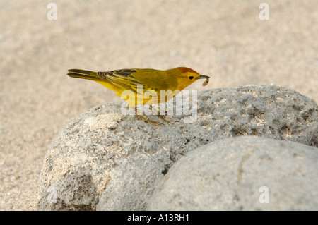 La Paruline jaune (Dendroica petechia aureola) se nourrissant de saisir l'Equateur Galapagos San Cristobal Océan Pacifique Amérique du Sud Banque D'Images