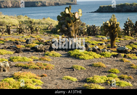 Cactus géant (Opuntia echios echios) et Carpetweed (Le Coucal edmonstonei) croissant sur l'Équateur Galapagos South Plaza Banque D'Images