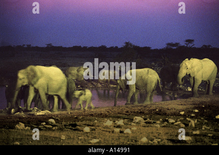 Troupeau d'éléphants à côté d'eau la nuit Parc National d'Etosha en Namibie Banque D'Images