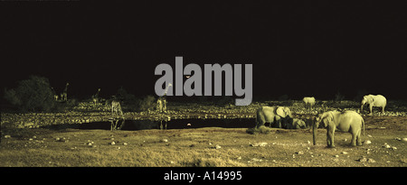 Les éléphants et les girafes à côté d'eau la nuit Parc National d'Etosha en Namibie Banque D'Images