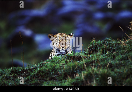 Leopard dans la nuit le Masai Mara au Kenya Banque D'Images