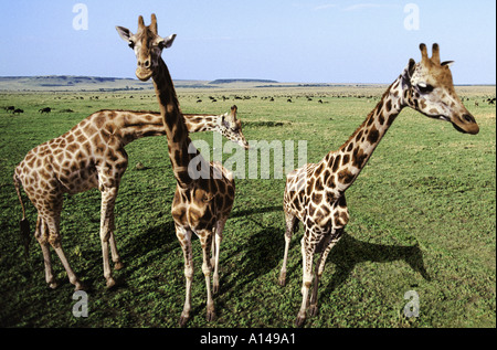 Inqisitive girafes Masai Mara, Kenya Banque D'Images