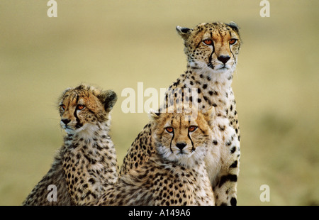 Deux jeunes guépards avec leur mère, Masai Mara, Kenya Banque D'Images