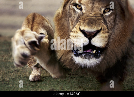 Petit Lion Afrique du Sud Banque D'Images