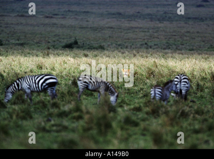 Lionne traque les zèbres le Masai Mara au Kenya Banque D'Images