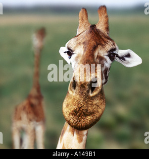 Girafe close up Banque D'Images