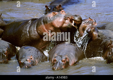 La lutte contre le Masai Mara Kenya hippopotames Banque D'Images