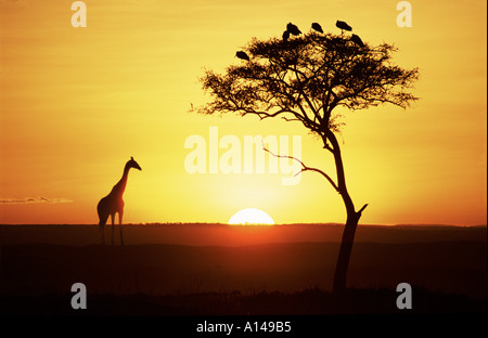 Girafe et tree silhouetted against lever du soleil Banque D'Images