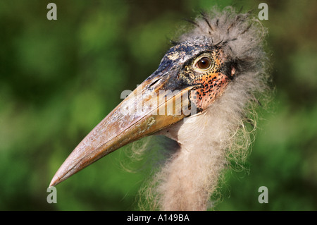 Les jeunes marabou stork Banque D'Images