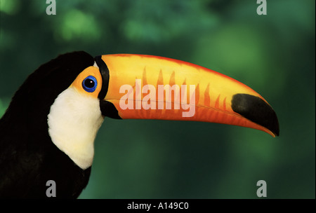 Toucan Banque D'Images