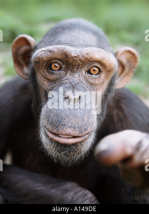 Pointage des chimpanzés Banque D'Images