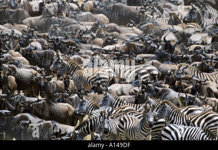 Des gnous et zèbres lors de la Grande Migration Masai Mara, Kenya Banque D'Images