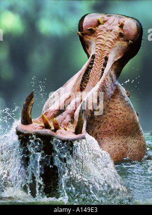 Hippo avec bouche ouverte du parc Queen Elizabeth en Ouganda Banque D'Images