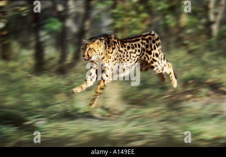 King cheetah tournant Afrique du Sud Banque D'Images