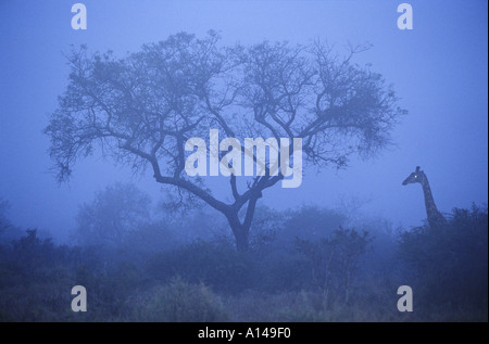 Brume matinale girafe Afrique du Sud Banque D'Images