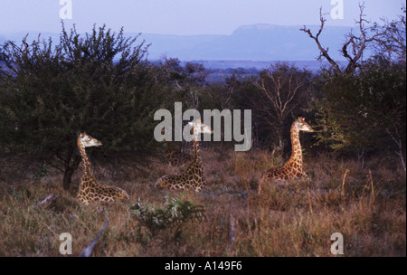 Les Girafes assis au reste de l'Afrique du Sud Banque D'Images