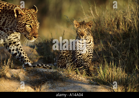Leopard avec son petit Afrique du Sud Banque D'Images