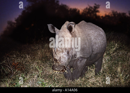 Le rhinocéros blanc d'Afrique du Sud pendant la nuit Banque D'Images