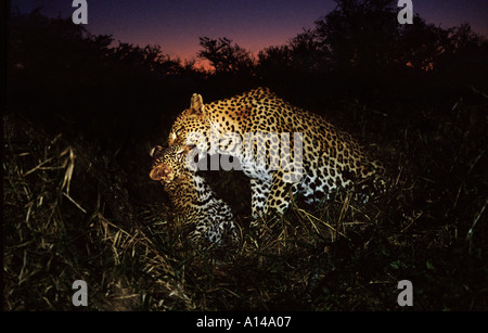 Leopard avec son petit Afrique du Sud Banque D'Images
