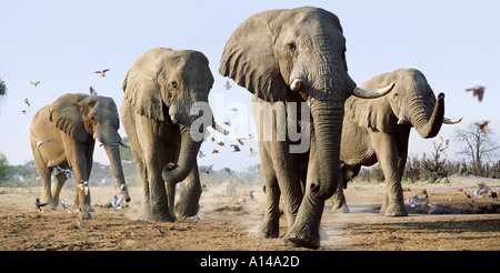 Procession d'éléphants parmi des oiseaux Savuti Botswana Banque D'Images