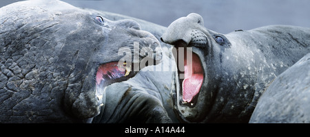 Les éléphants de l'Antarctique Point Hannah Banque D'Images