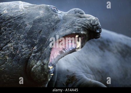 Elephant Seal Point Hannah Antarctique Banque D'Images