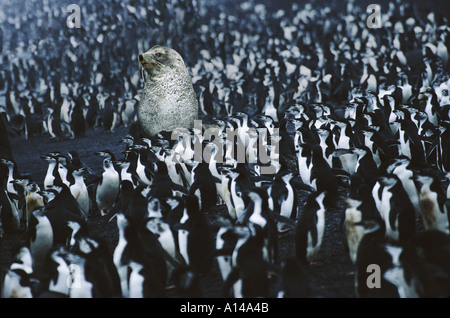 Le phoque à fourrure, et l'Antarctique manchots à jugulaire Banque D'Images