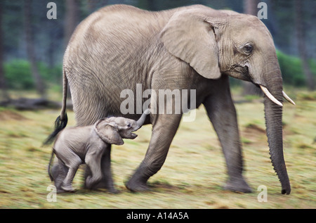 L'éléphant d'Afrique et du mollet le Masai Mara au Kenya Banque D'Images