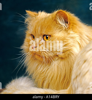 Un arbre de fumée rouge Cheveux Longs chat domestique couché sur une table Banque D'Images