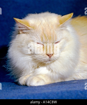 Thomas un vieux point rouge domestique Ragdoll cat pedigree somnoler sur une chaude couverture bleue UK UE Banque D'Images