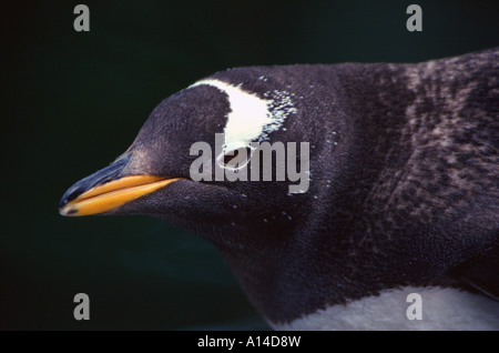 Eselspinguin Pygoscelis papua Gentoo pingouin Banque D'Images