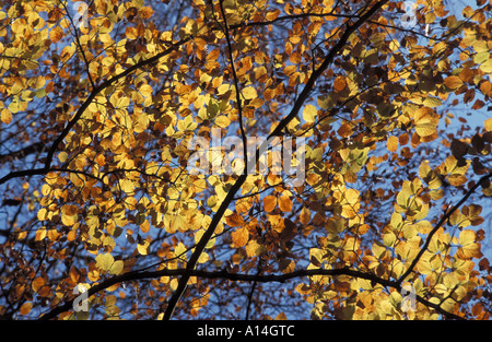 Feuilles sur un arbre en automne hêtre Banque D'Images
