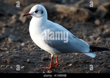 Mouette noir à martin simple Banque D'Images