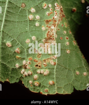 La rouille de la rose trémière Puccinia malvacearum venant à échéance à la face inférieure de la feuille Banque D'Images