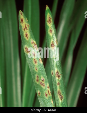 La rouille Uromyces muscari Bluebell bluebell pustules sur les feuilles Banque D'Images