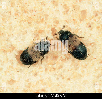 Dermestes lardarius Larder beetle stockées sur du pain Banque D'Images