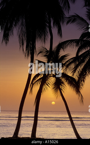 Coucher du soleil sous les palmiers de Pigeon Point Tobago Banque D'Images