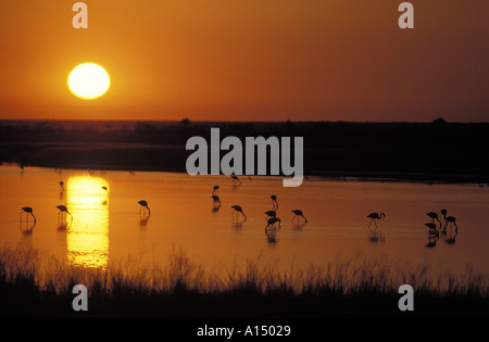 Les flamants roses au lever du soleil, le Parc National d'Etosha en Namibie Banque D'Images