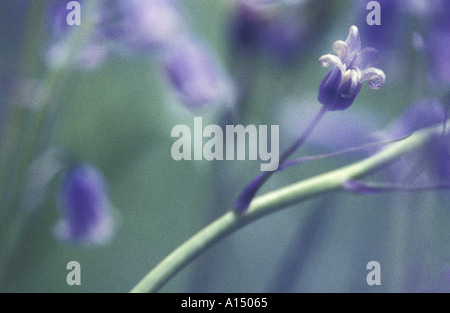 Bluebells Batcombe Dorset UK Banque D'Images