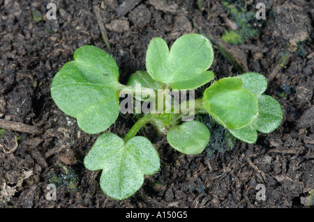 La renoncule rampante Ranunculus repens avec semis cotylédons et 5 feuilles vraies Banque D'Images